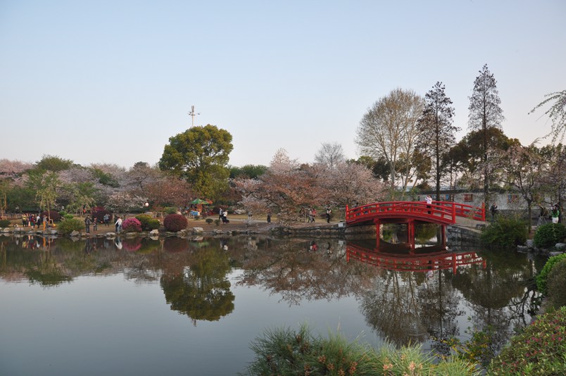 樱花 清明春未赏012.jpg