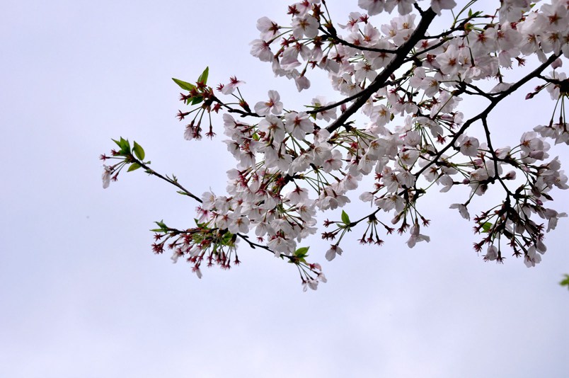 樱花 清明春未赏384.jpg