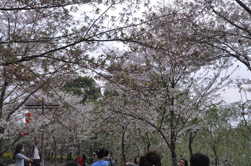 樱花 清明春未赏408.jpg