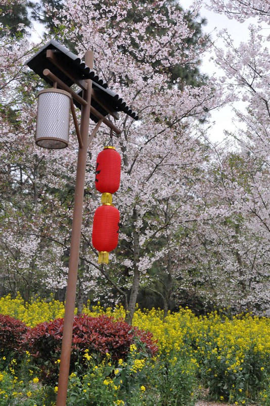 樱花 清明春未赏403.jpg