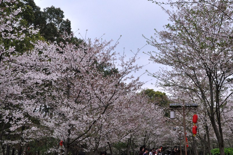 樱花 清明春未赏424.jpg