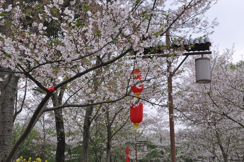 樱花 清明春未赏444.jpg