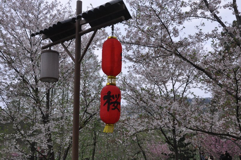 樱花 清明春未赏471.jpg