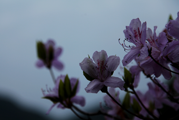 img_8862_.jpg