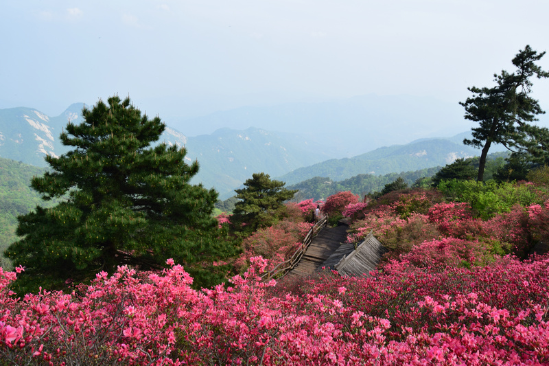 dsc_0565_1.jpg