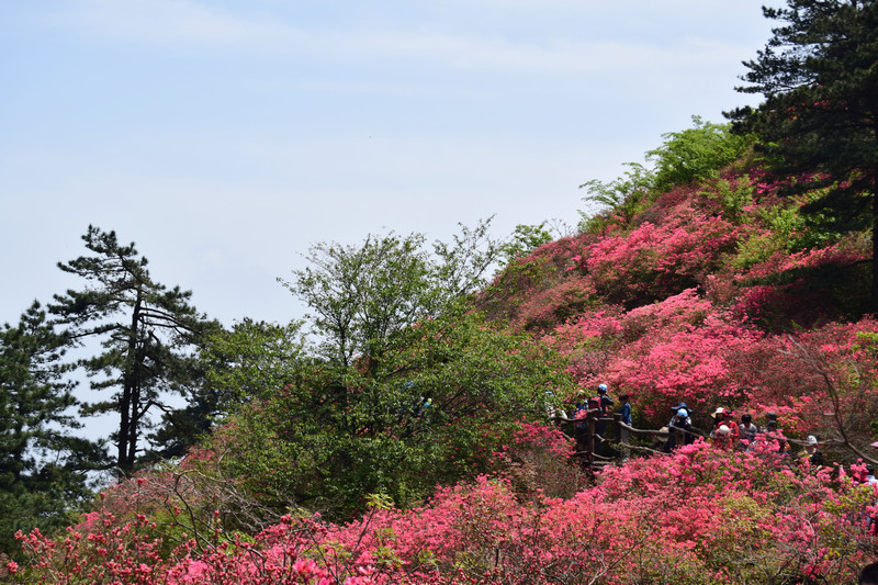 dsc_0378_1.jpg