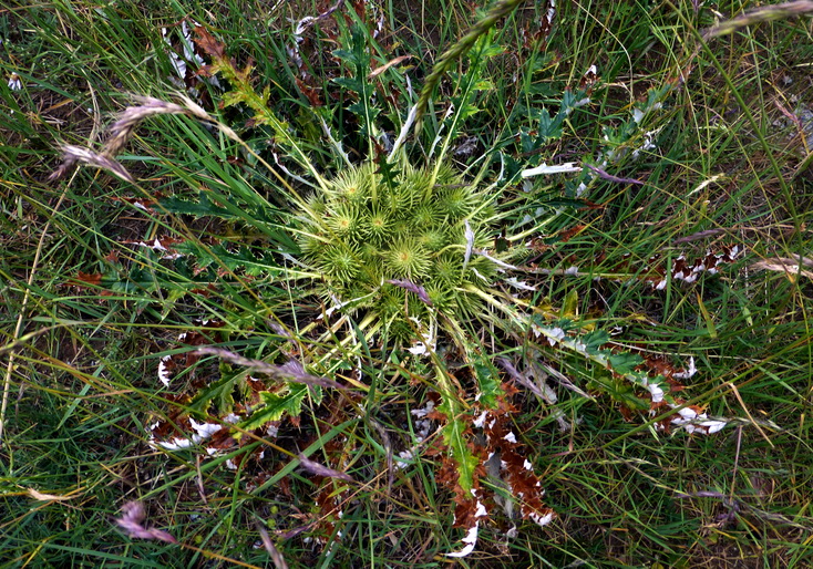 p1240547.jpg