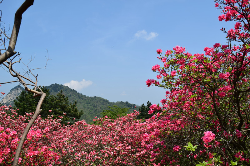 dsc_0392.jpg
