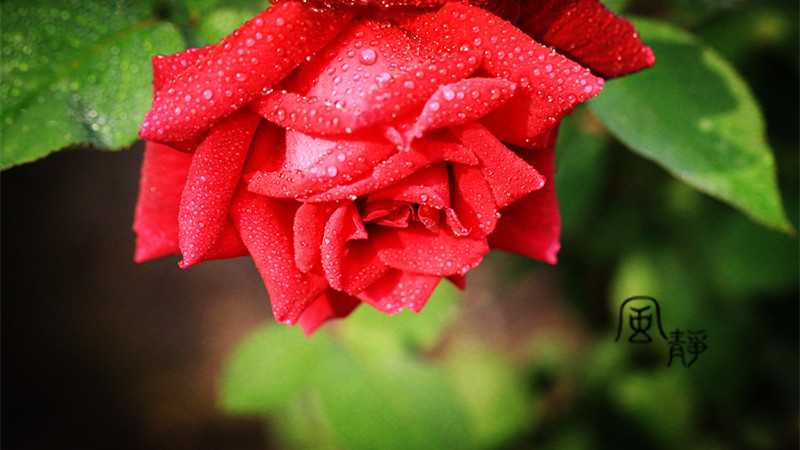 img_8576_.jpg
