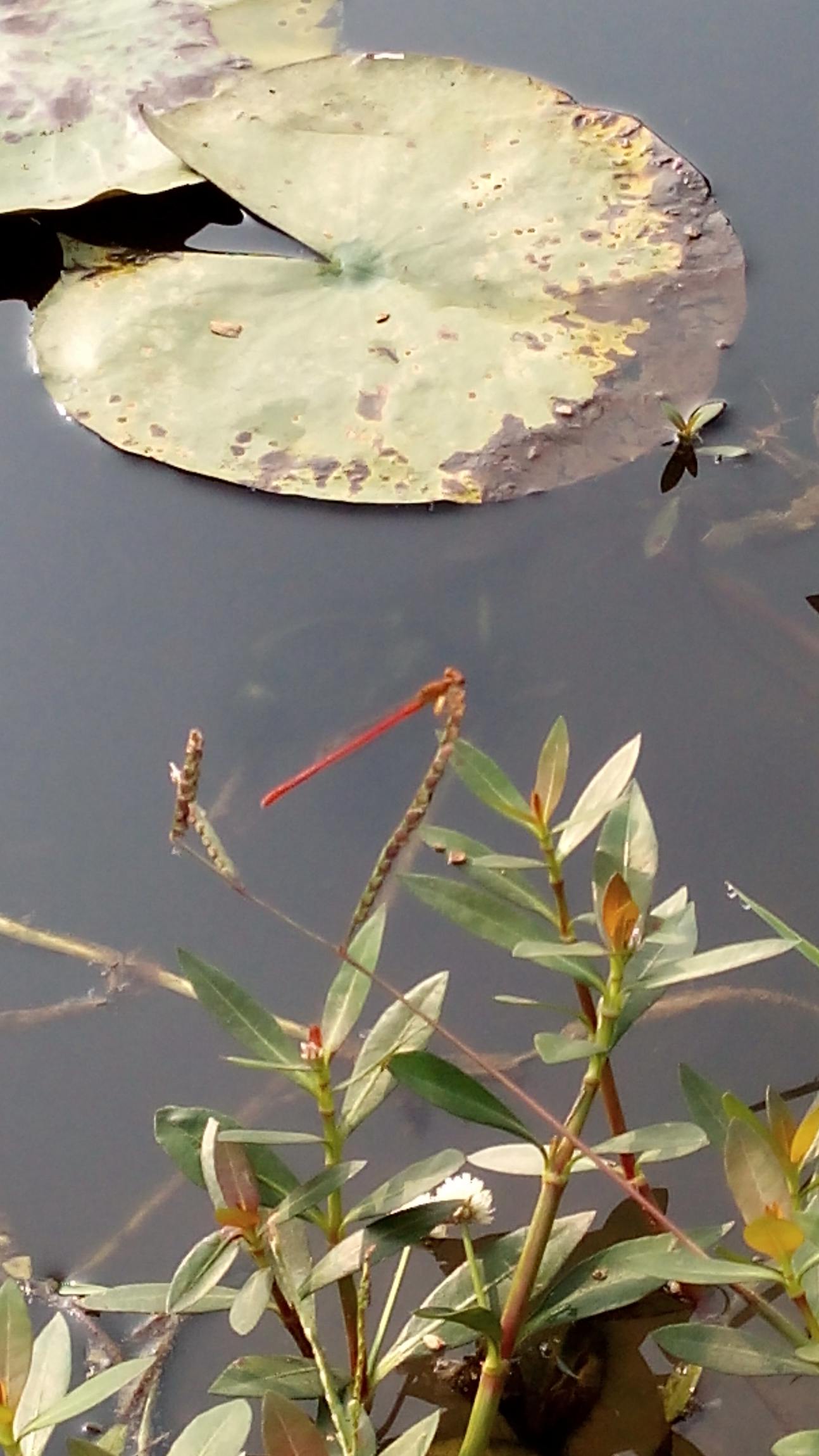 img_20150620_081952.jpg