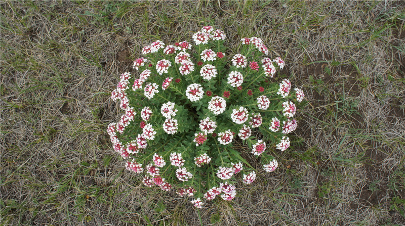 dsc00497_.jpg