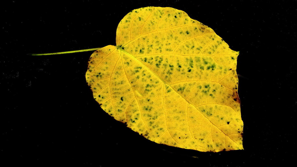 adscf9161.jpg
