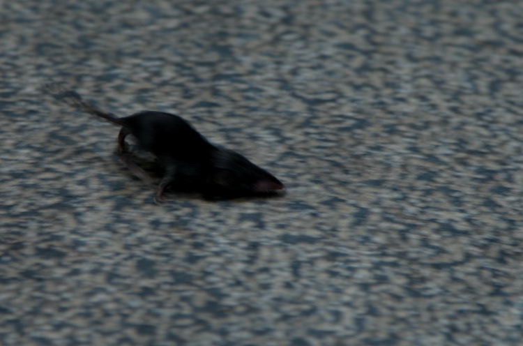img_9738__.jpg