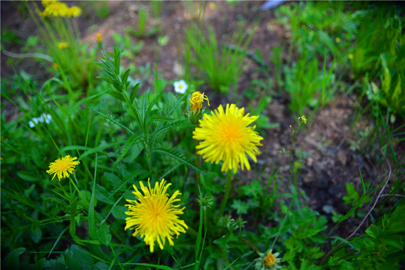 dsc_3449.jpg