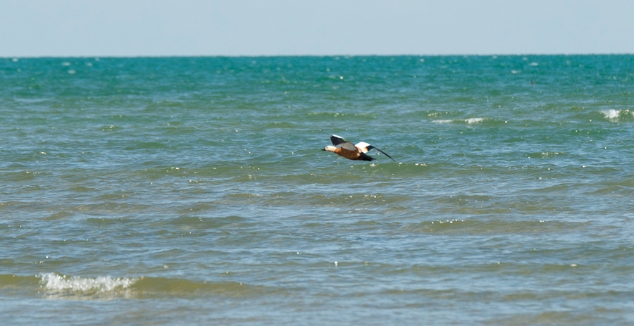 _dsc5378.jpg