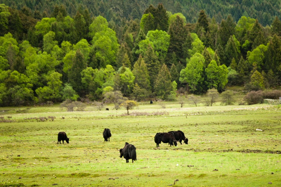 _dsc3937.jpg