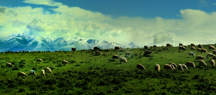 dsc_2300a.jpg