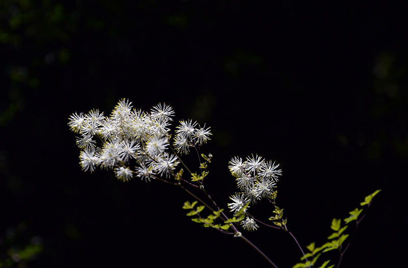 dsc_5293副本.jpg