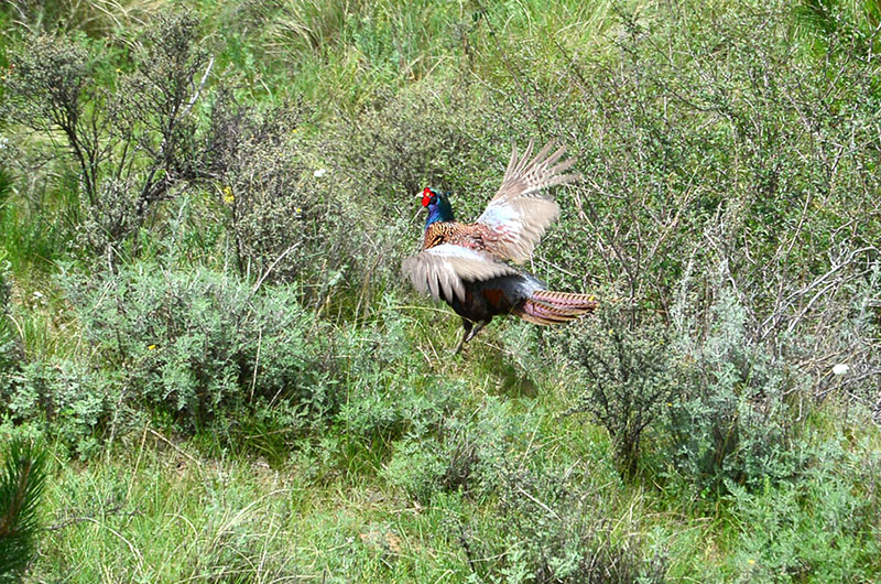 dsc_7240a.jpg