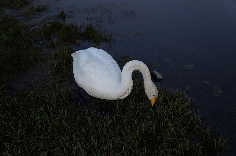 dsc03265_.jpg