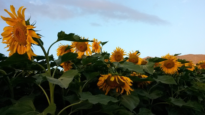 20150714_062525_.jpg