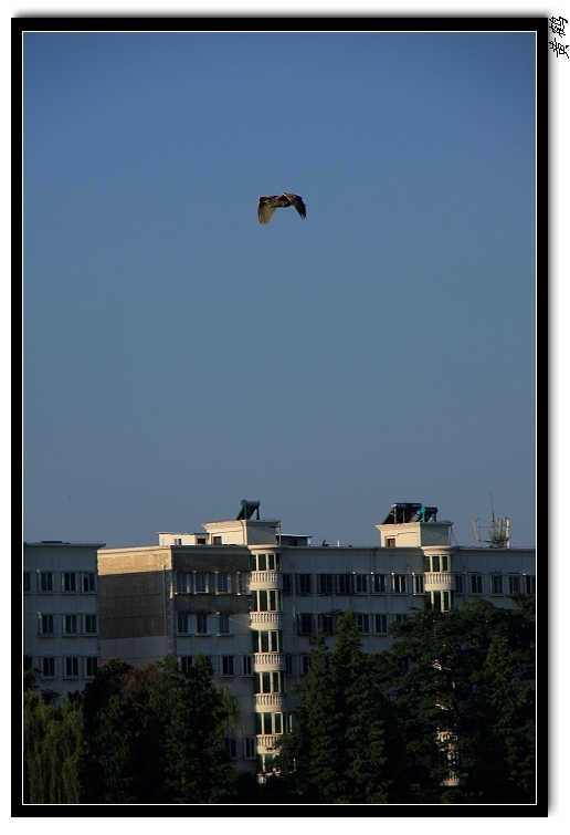 ѷ452.jpg