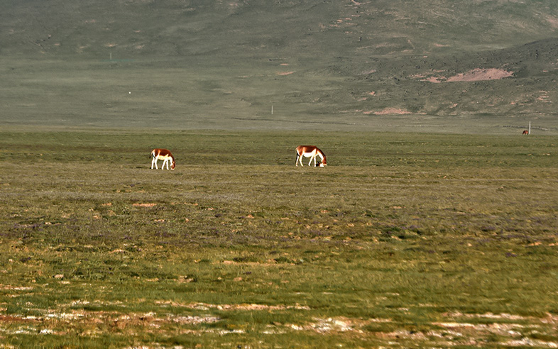 dsc_0506a.jpg