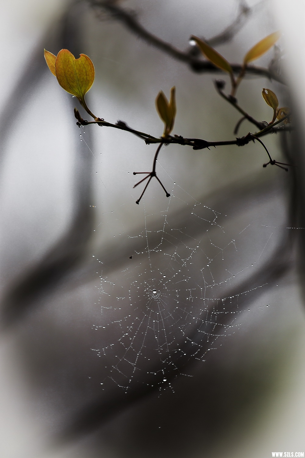 _C1A7312-sx.JPG