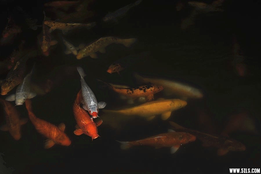 _DSC2125__.jpg