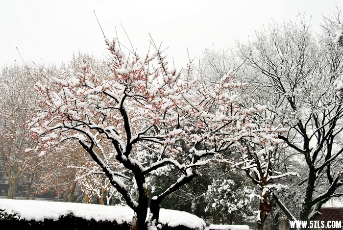 DSC_7526.JPG
