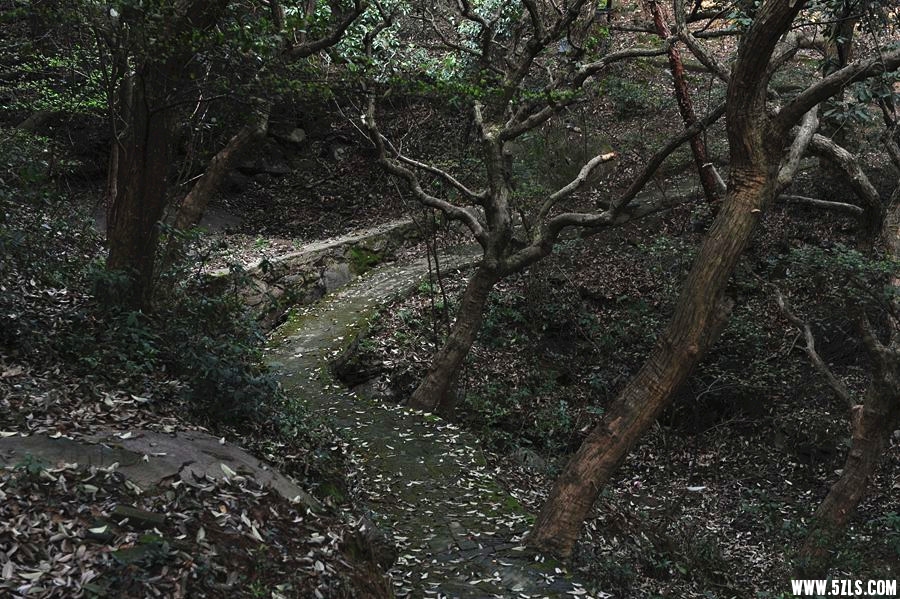 DSC_3484__.jpg