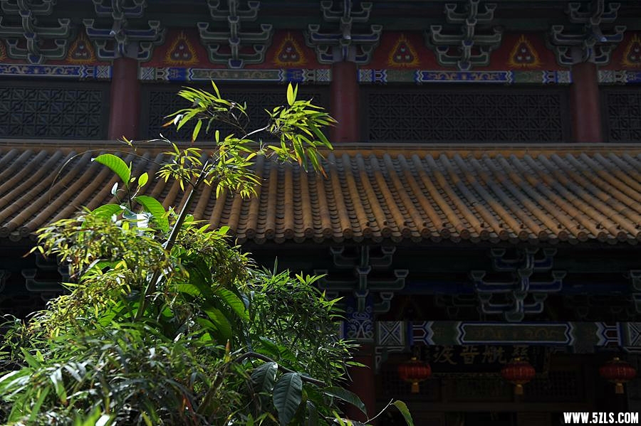 DSC_3419_副本_副本.jpg