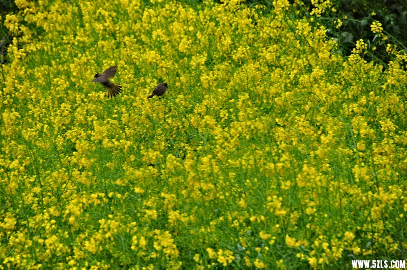 DSC_07611001.jpg