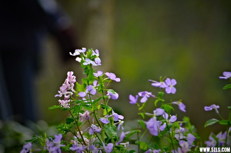 DSC_00041001.jpg