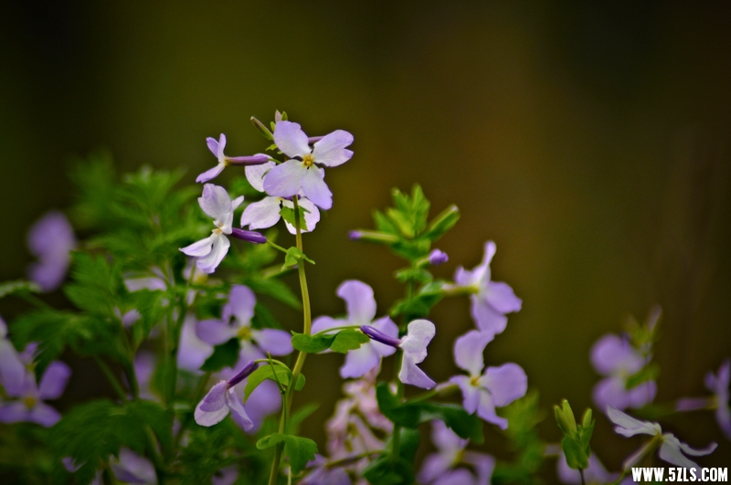 DSC_00191001.jpg