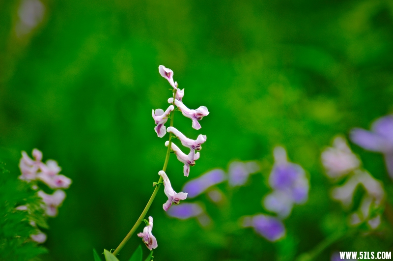 DSC_00351001.jpg