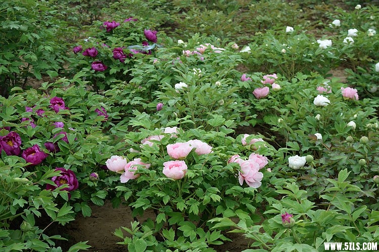 DSC_3377.JPG