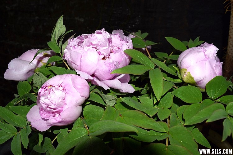 DSC_3412.JPG