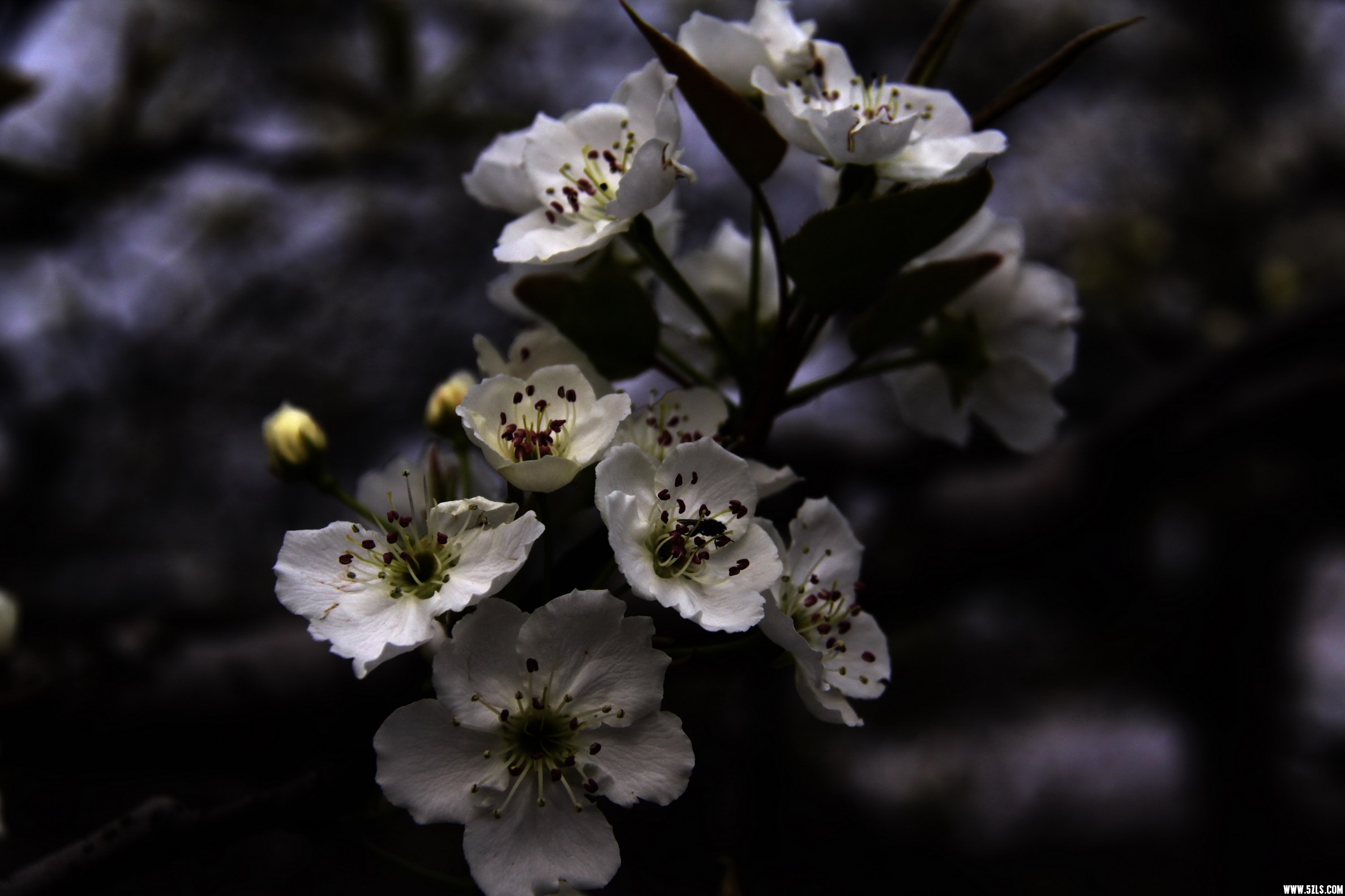 IMG_4162_缩小大小.jpg