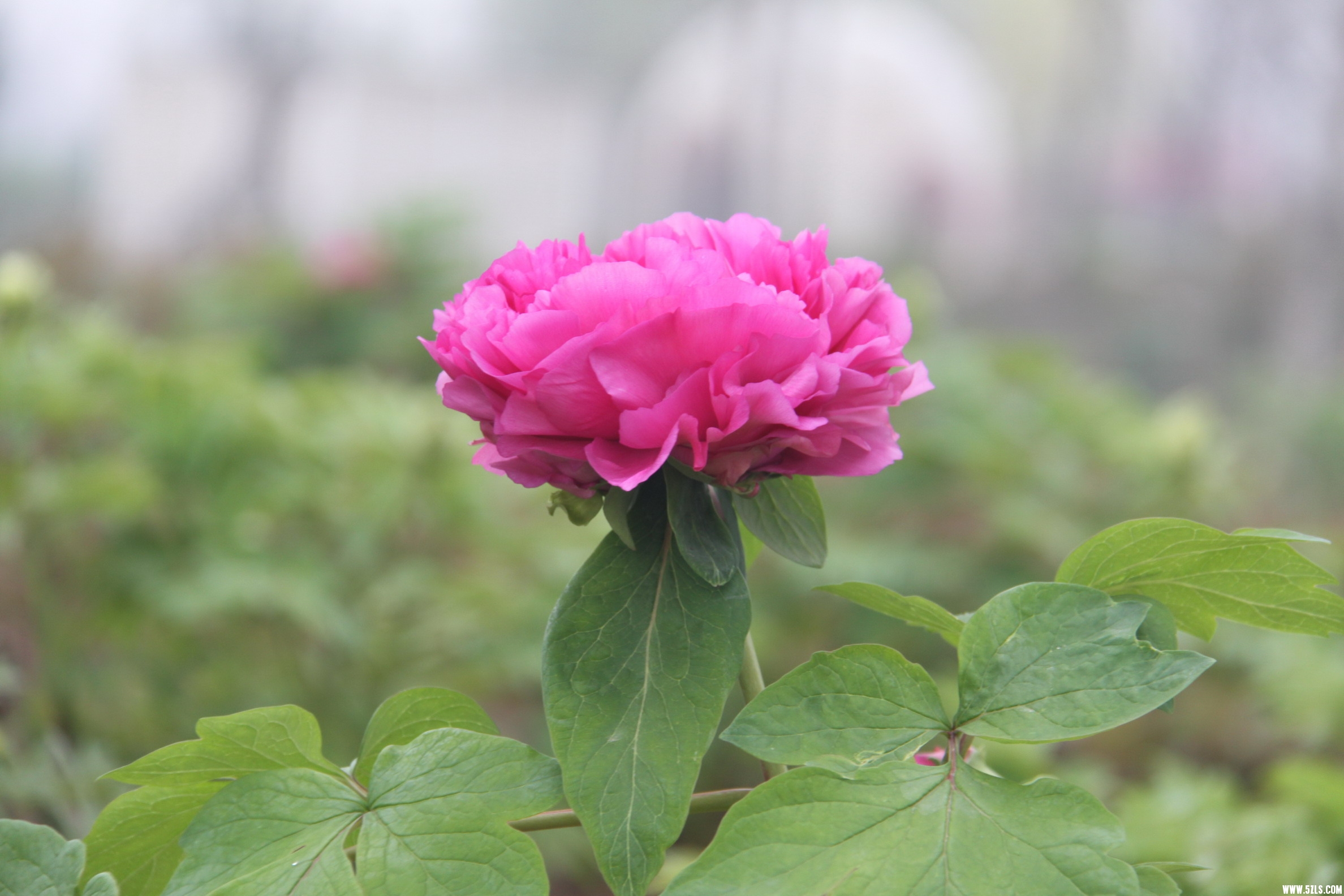 IMG_4535_缩小大小.jpg