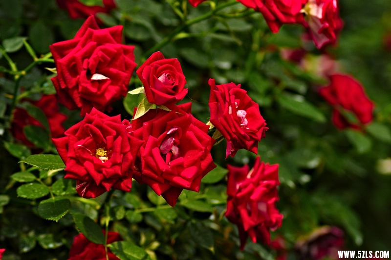 DSC_15721001.jpg