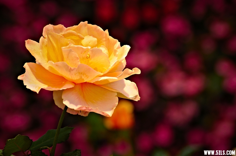 DSC_15911001.jpg