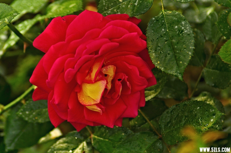 DSC_16191001.jpg