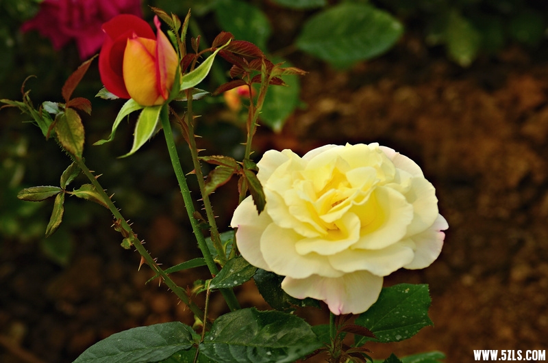 DSC_16741001.jpg
