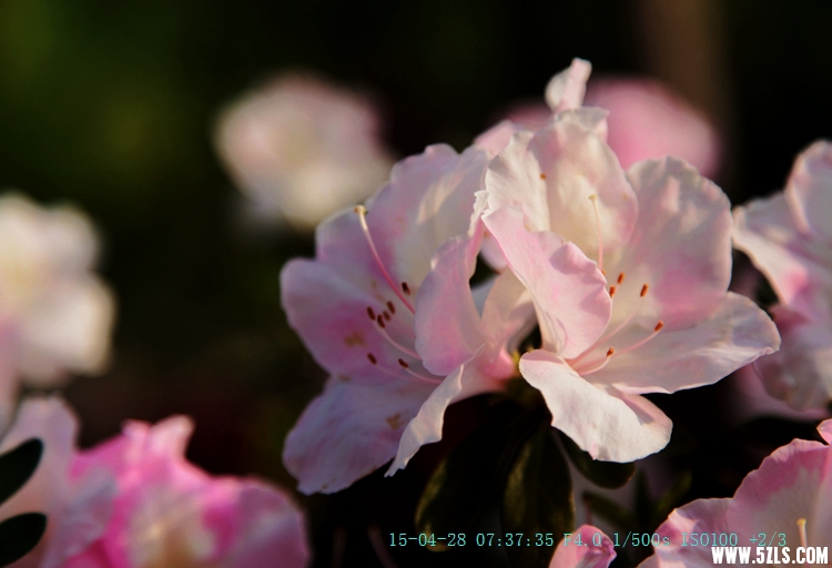 IMG_8950_.jpg