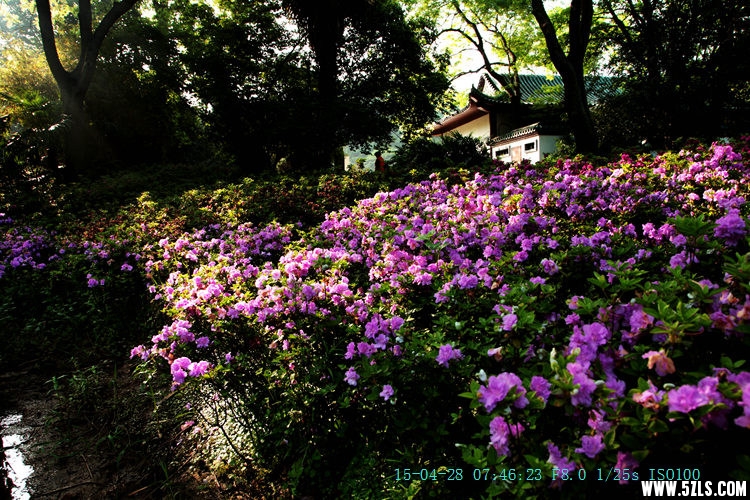IMG_8958_.jpg