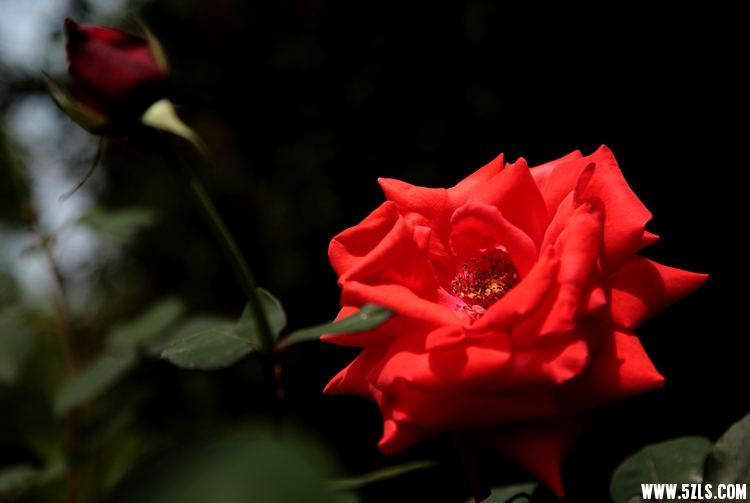 IMG_8997_.jpg