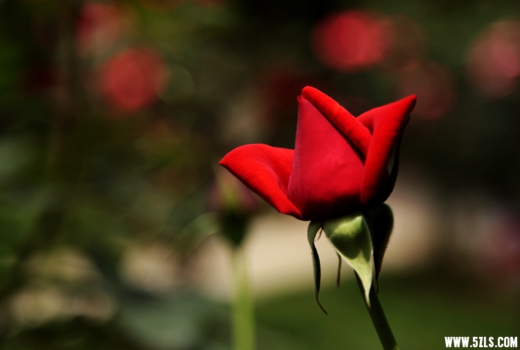 IMG_8999_.jpg