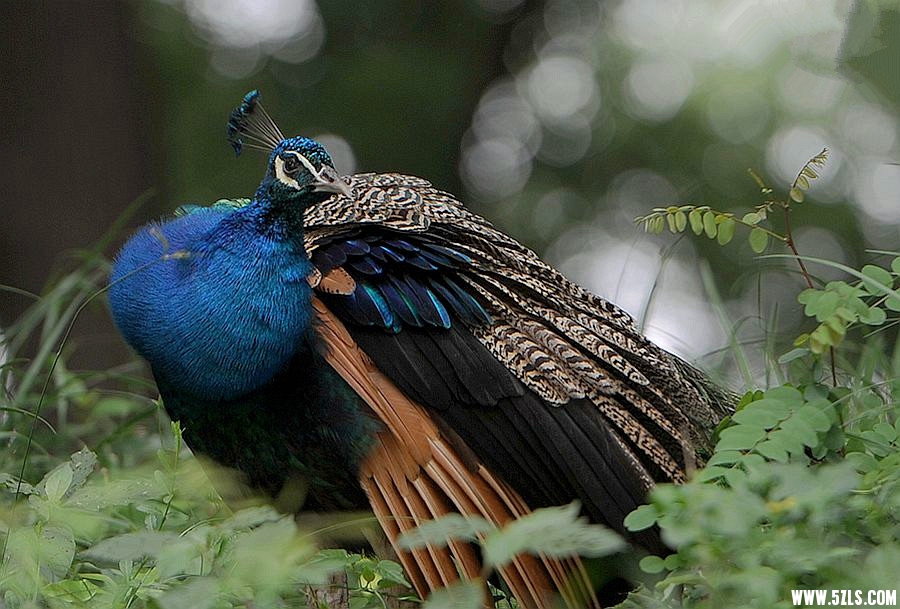 DSC_4028__.jpg