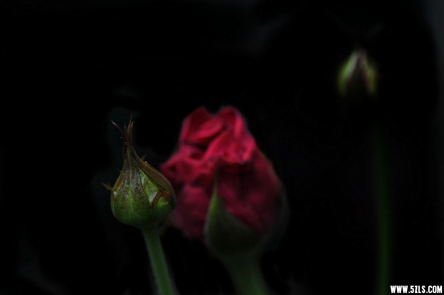 DSC_4611__.jpg